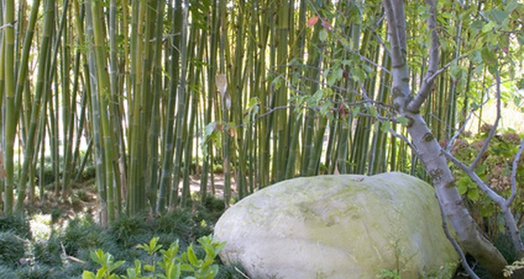 Bamboo stands create unique backdrops.