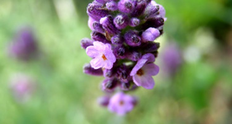 Puedes sustituir el agua destilada con aguas florales como la de lavanda o de rosas.