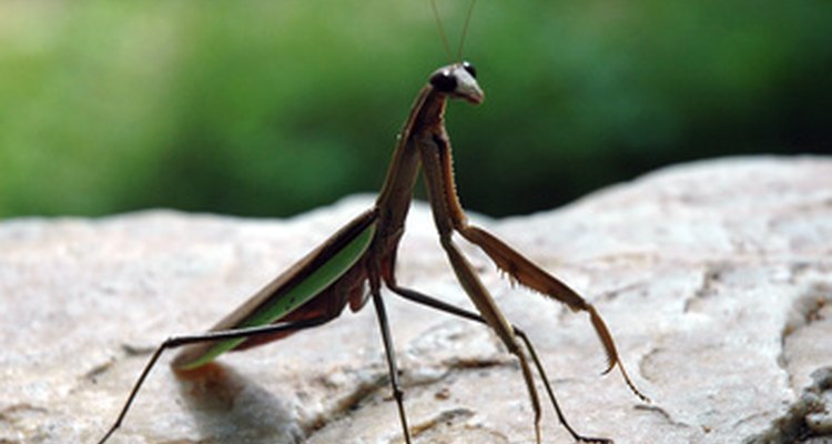 El cuerpo de una mantis religiosa consiste de partes especializadas.