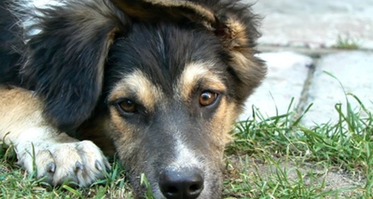 Revisar los perros con regularidad es importante para prevenir infecciones.