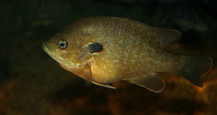 Peixe forrageiro
