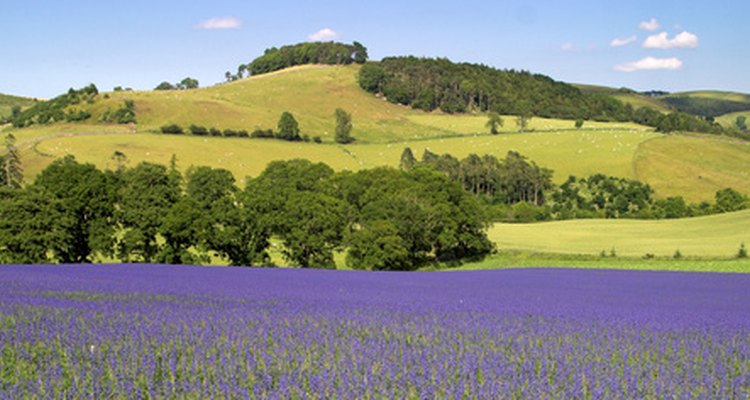 Plantación de linaza.