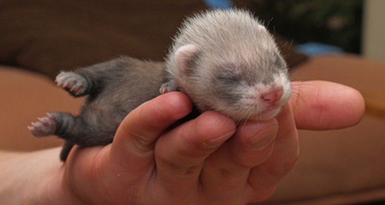 Ferrets are both engaging and adorable.