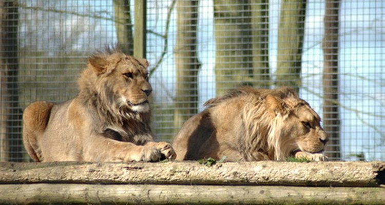 Leones en cautiverio.