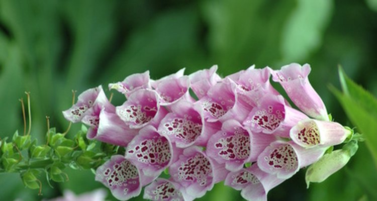 The foxglove is common as a wild flower in Great Britain.
