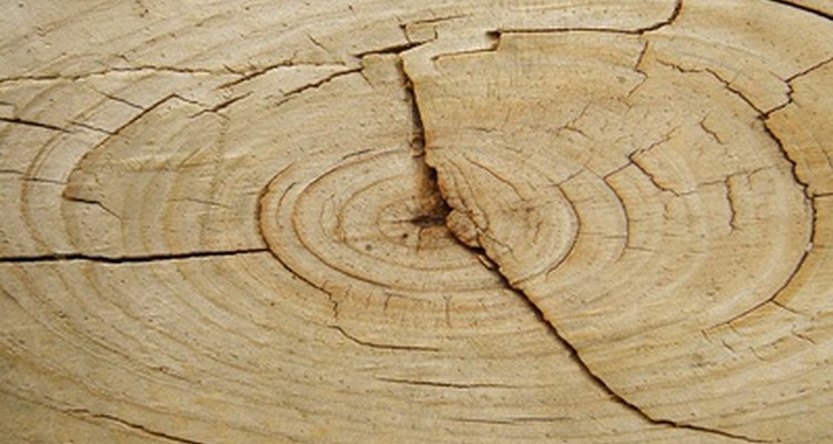 Tree circles help us date when things happen.
