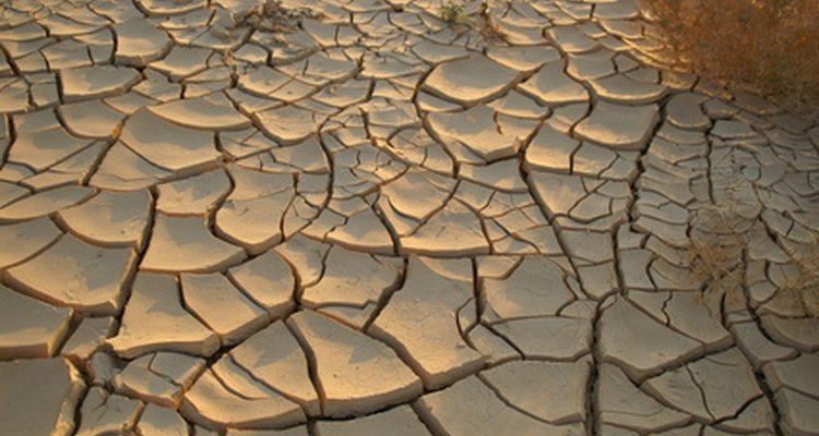 O Helenium não crescerá em terra seca