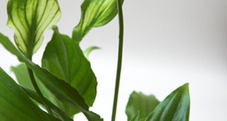 The power of houseplants extends far beyond their beauty.