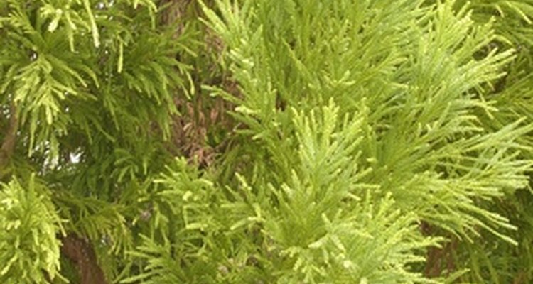 Some evergreen plants may tolerate wet soils.