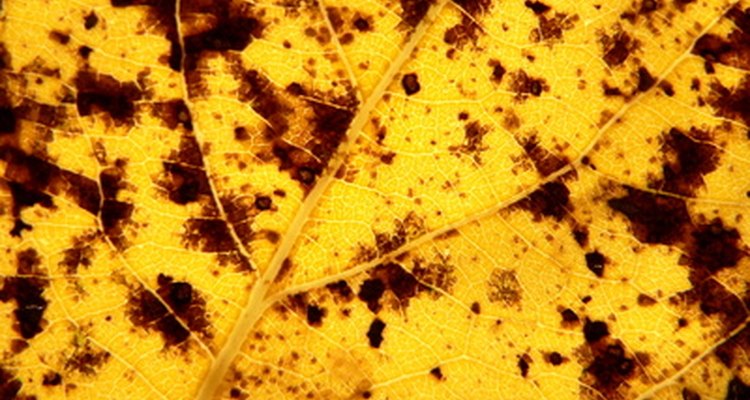 Manchas pretas nas folhas das plantas são sinais de uma infecção