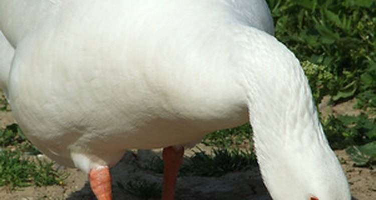 Los gansos son aves muy versátiles para tener en tu granja.