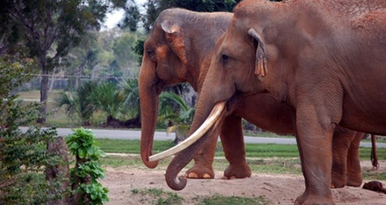 Joias de marfim são normalmente feitas de presas de elefante