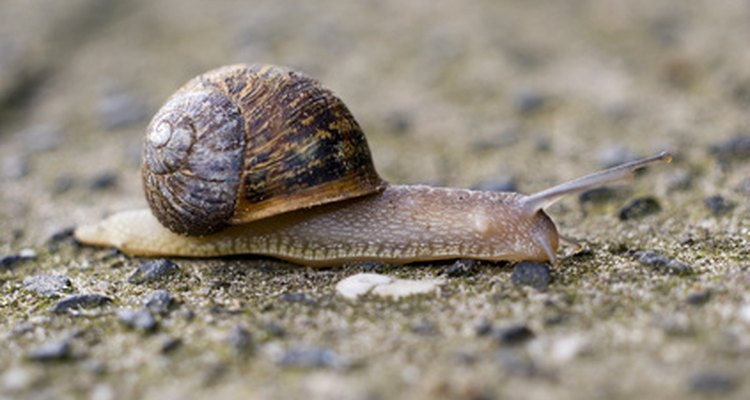 Las especies de caracoles son particularmente sensibles a la lluvia ácida, una amenaza para los bosques caducifolios templados de todo el mundo.