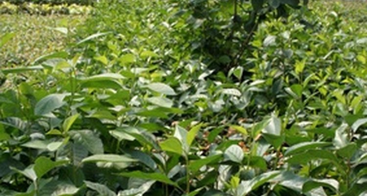 Commercial nurseries use greenhouses to extend their growing season and winter over existing stock.