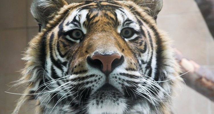 In Asian tradition, the tiger symbolises strength and vitality.