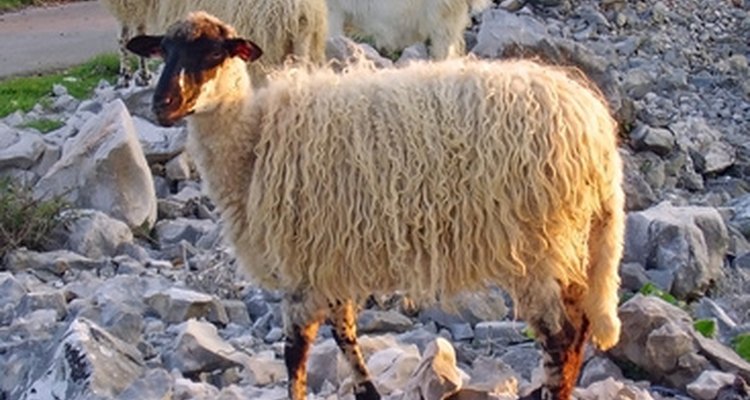 Sheep's wool is long and shaggy on the outside and fluffy beneath.