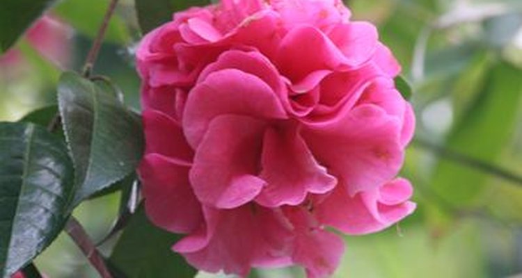 Hibiscus blooms in many colours of year-round flowers.