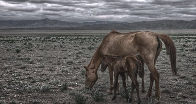 The poverty line on this mare is dark, showing that she is too thin.