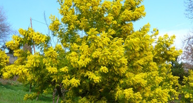 Mimosa in need of pruning