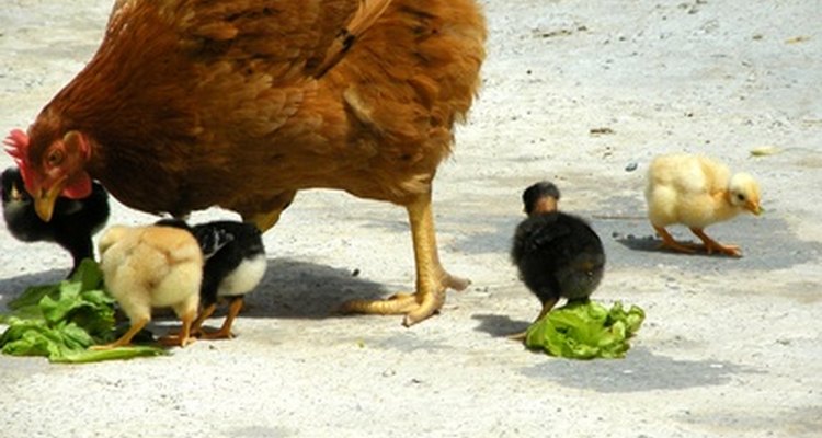 Provide greens for a healthy diet.