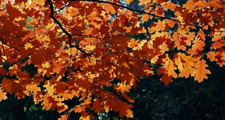 An oak in autumn.
