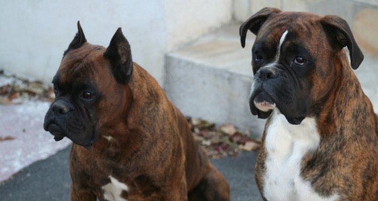Algunas razas de perros tienen tasas de cáncer más altas.