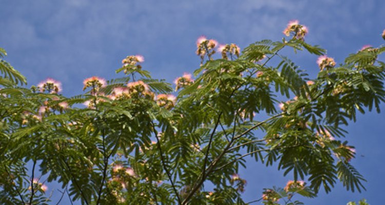 Mimosa trees are known for their unique pink blossoms.