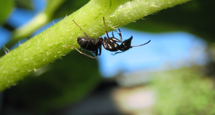 Pueden las hormigas dañar los árboles frutales? |