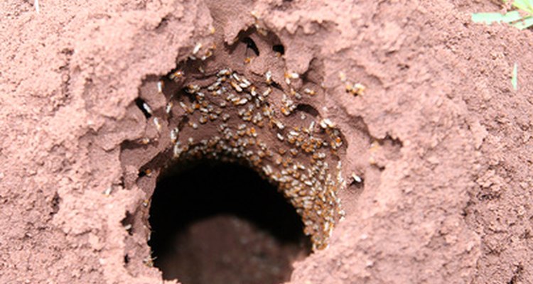 Eliminar las termitas con bórax.