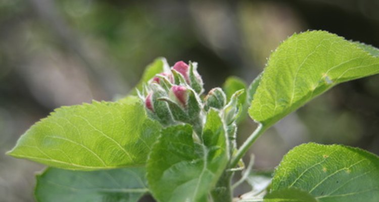 Blossoms emerge in spring from buds formed the previous summer.