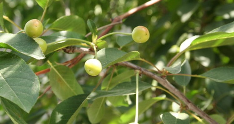 Small cherries growing on cherry tree.