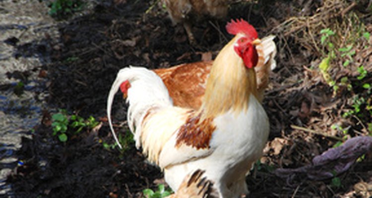 Los pollos a veces pueden desarrollar infecciones parásitas por gusanos.