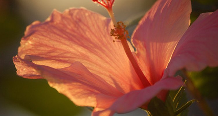 Más de 200 variedades de flores de hibisco crecen en climas cálidos y tropicales.
