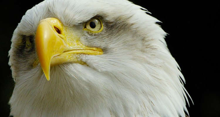 Atop the food web, bald eagles were worst affected by DDT.