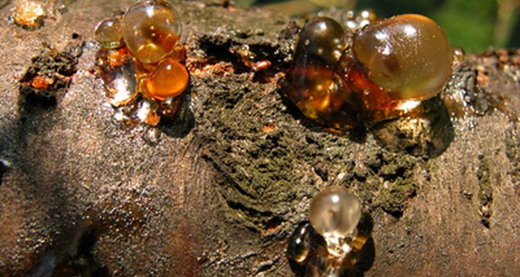 The sap of the Leyland cypress can cause skin irritation in some individuals.
