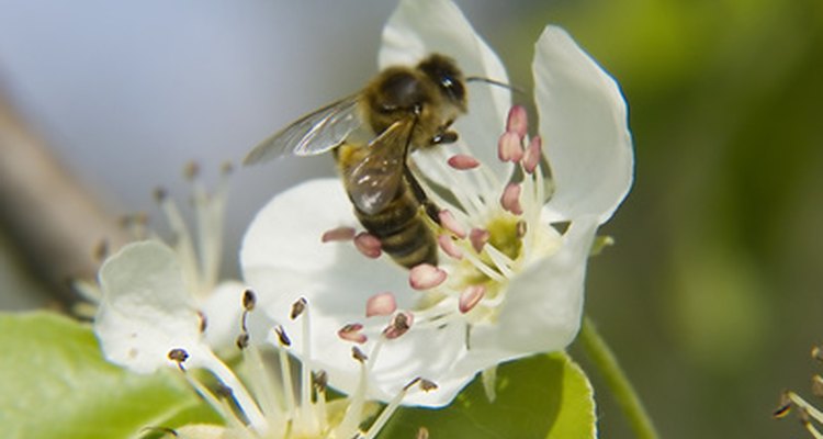 Uma abelha poliniza uma flor