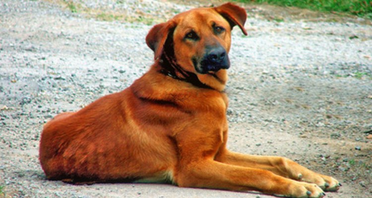 Los perros machos también tienen senos, pero rara vez padecen la mastitis.