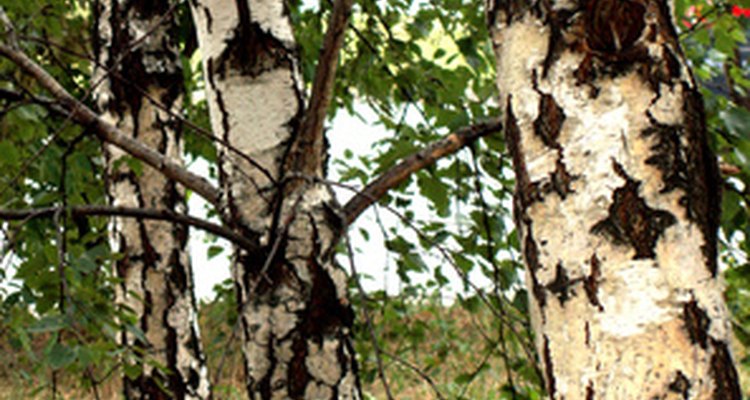 Birch is a versatile and useful wood.