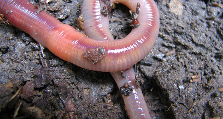 Las lombrices intestinales son gusanos parásitos con un ciclo de vida de cuatro a ocho semanas.