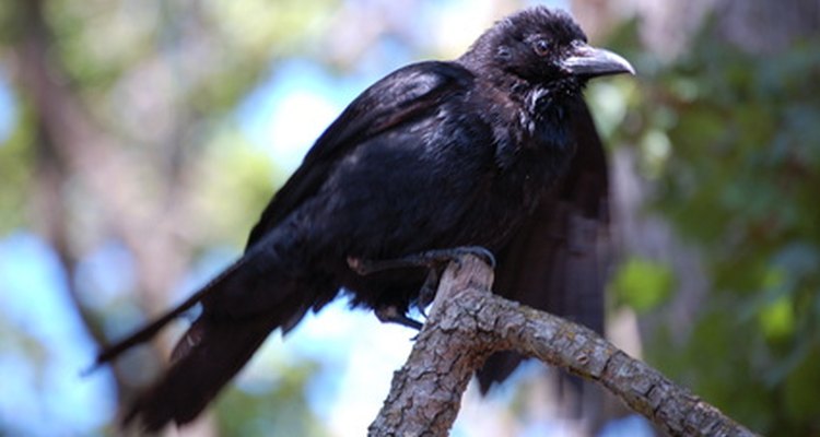 Solitary: a carrion crow