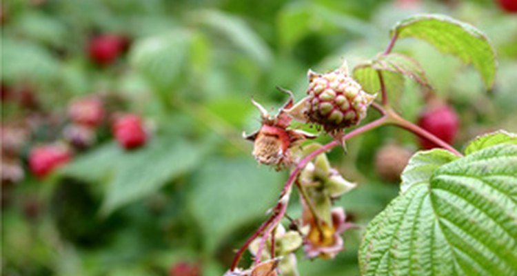 Get rid of overgrown raspberry patches