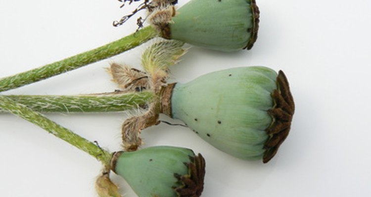 Las semillas de amapolla se utilizan para cocinar y para condimentar.