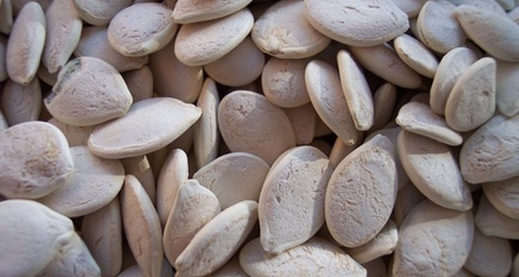 As sementes de cânhamo são um alimento com grande concentração de globulina