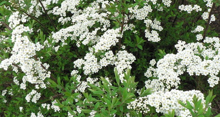 Create sparks of visual interest. Plant shrubs.