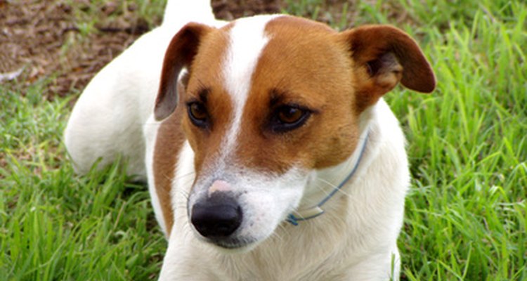 O Jack Russell Terrier têm queda de pelo por variadas razões