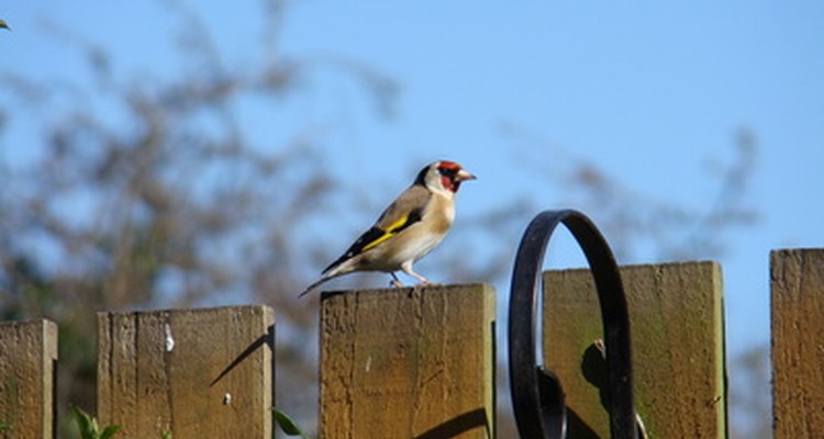 The European Goldfinch, Carduelis carduelis