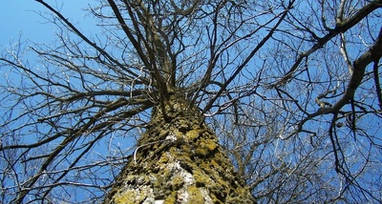Start by drawing the tree trunk.