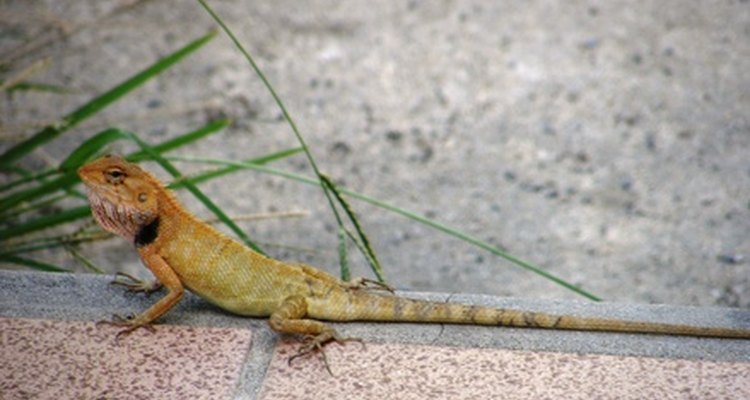 Geckos have noses and lungs, just as humans do.