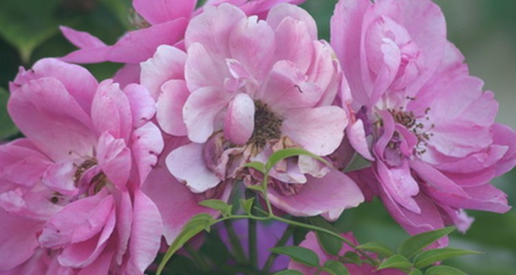 Floribunda roses are valued for their dependable display in the landscape.
