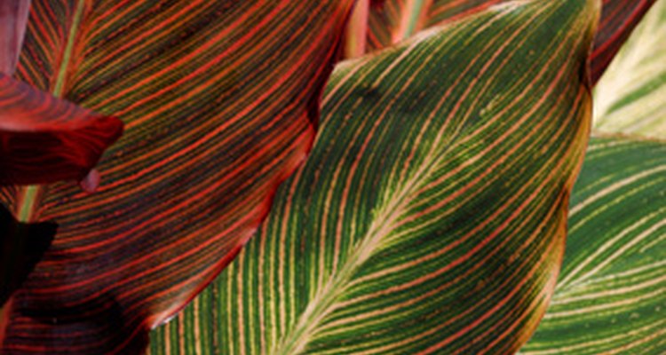 Pair canna lilies with other large-leafed tropical plants.